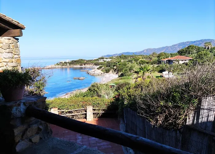 Orchidea וילסימיוס